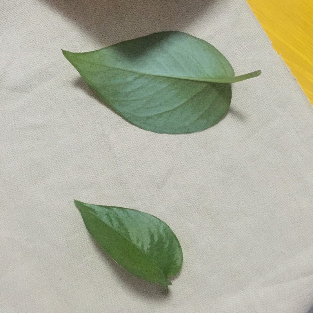 教你制作简单漂亮的DIY布袋植物染【绿萝叶】